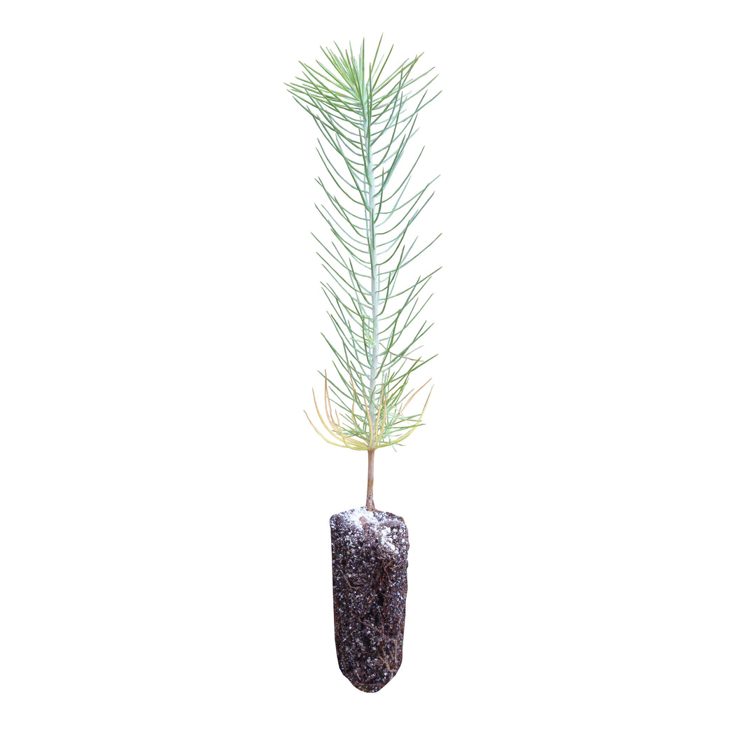 Ghost Pine | Medium Tree Seedling | The Jonsteen Company