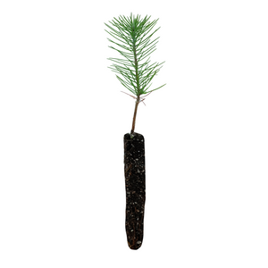 Ghost Pine | Nursery Lot of 30 Tree Seedlings | The Jonsteen Company