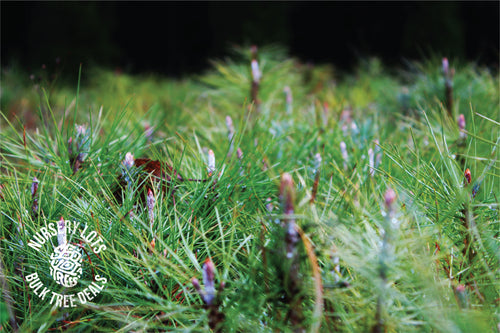 Ghost Pine | Nursery Lot of 30 Tree Seedlings | The Jonsteen Company