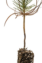 Load image into Gallery viewer, Ghost Pine | Small Tree Seedling | The Jonsteen Company