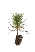 Load image into Gallery viewer, Ghost Pine | Small Tree Seedling | The Jonsteen Company