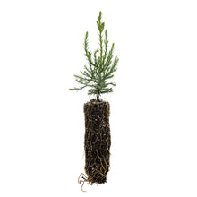 Load image into Gallery viewer, Giant Sequoia | Medium Tree Seedling | The Jonsteen Company