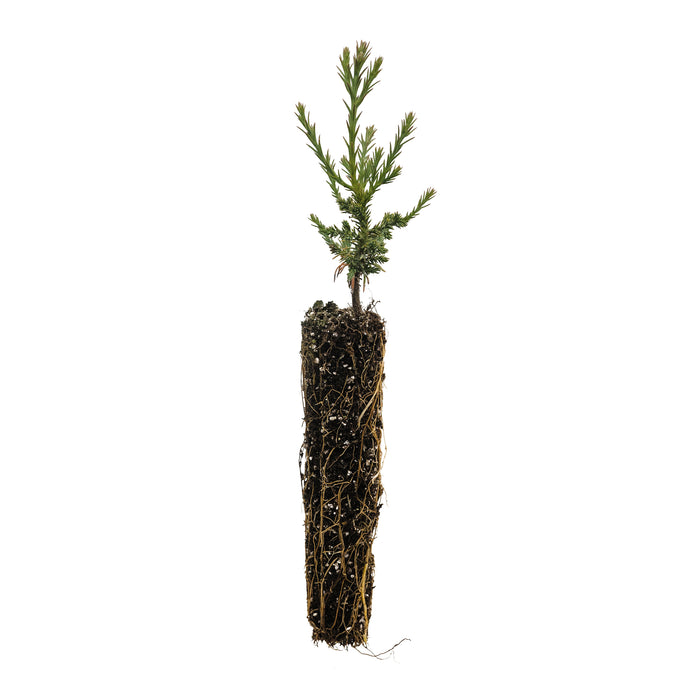 Giant Sequoia | Small Tree Seedling | The Jonsteen Company