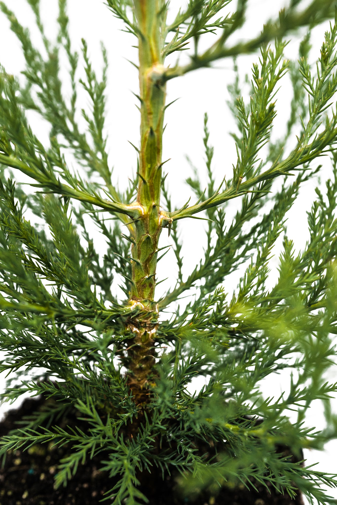 Xl Tree Giant Sequoia | XL Tree Seedling – The Jonsteen Company