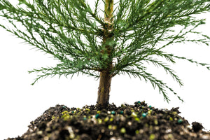 Giant Sequoia | XL Tree Seedling | The Jonsteen Company