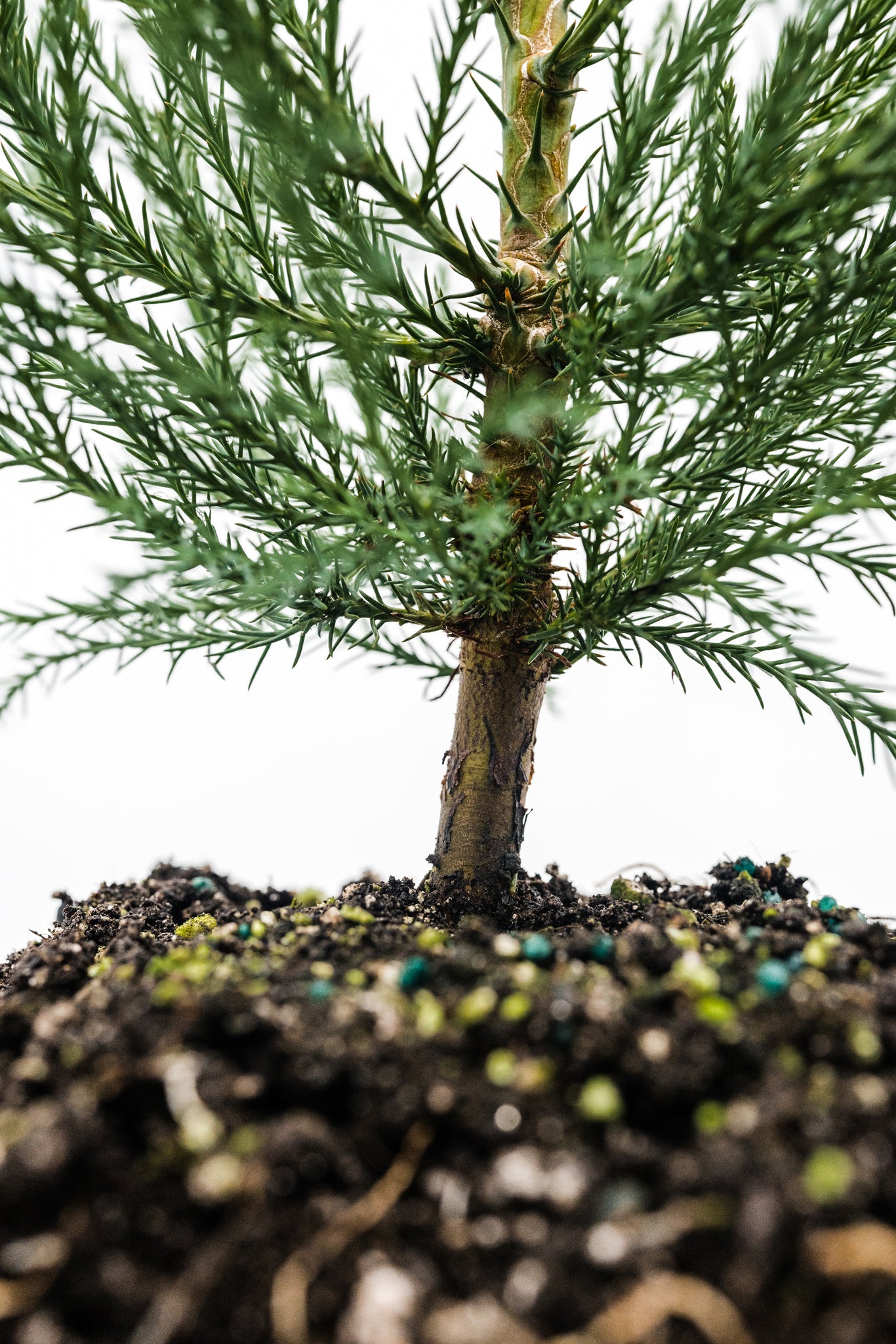 Xl Tree Giant Sequoia | XL Tree Seedling – The Jonsteen Company