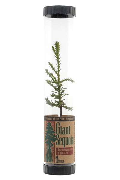 Giant Sequoia | Packaged Live Tree