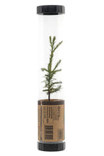 Load image into Gallery viewer, Giant Sequoia | Packaged Live Tree | The Jonsteen Company