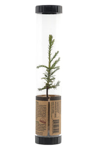 Giant Sequoia | Packaged Live Tree | The Jonsteen Company