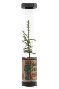 Giant Sequoia | Packaged Live Tree | The Jonsteen Company