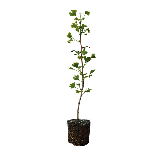 Ginkgo biloba | Large Tree Seedling | The Jonsteen Company