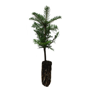 Grand Fir | Medium Tree Seedling | The Jonsteen Company