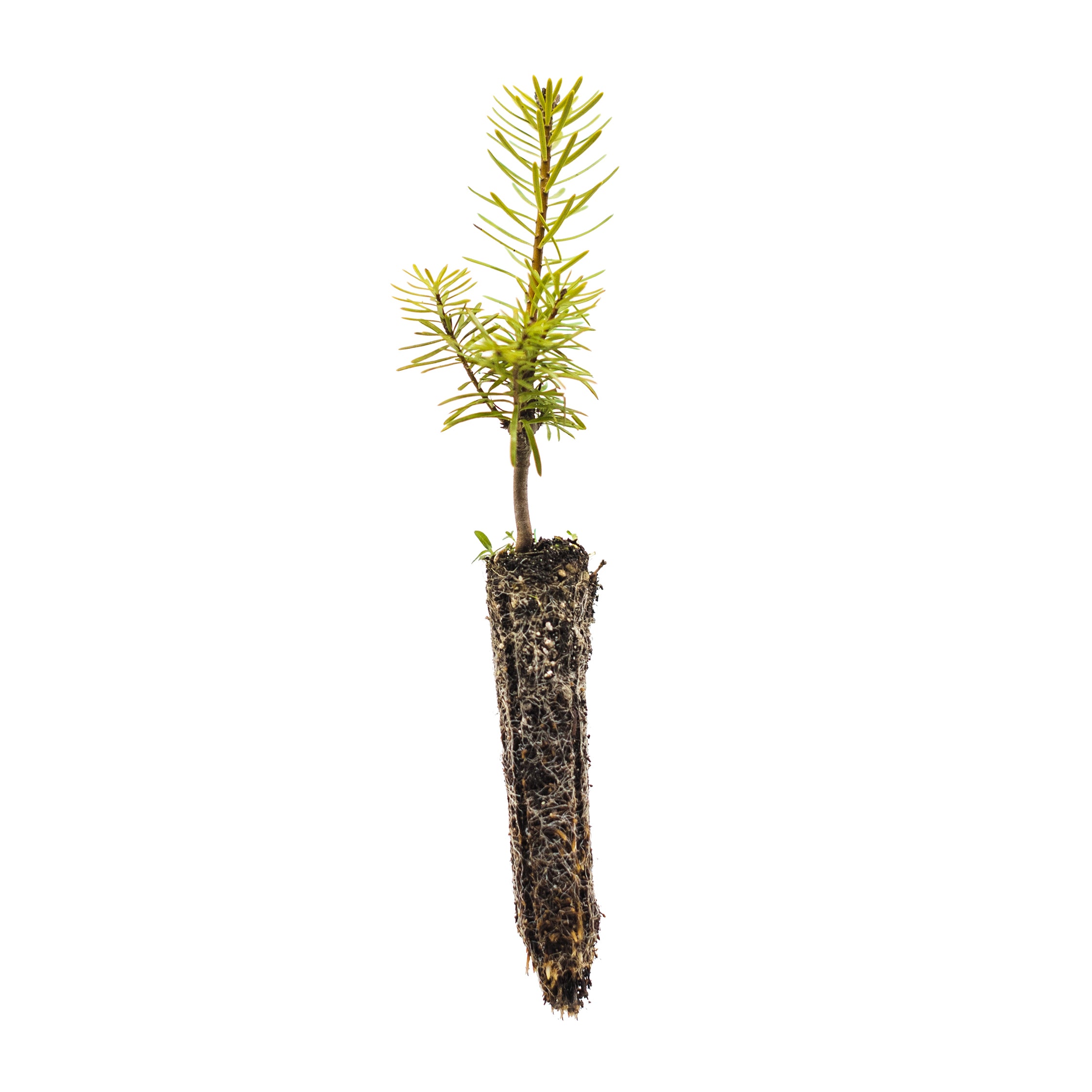 Grand Fir | Small Tree Seedling – The Jonsteen Company