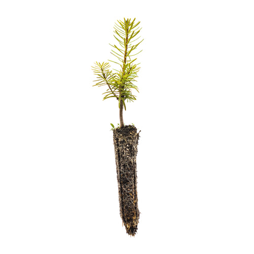 Grand Fir | Small Tree Seedling | The Jonsteen Company