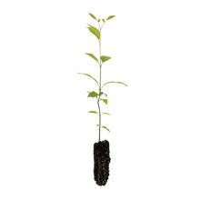 Load image into Gallery viewer, Green Ash | Medium Tree Seedling | The Jonsteen Company