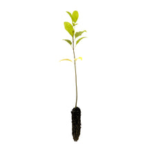 Load image into Gallery viewer, Green Ash | Small Tree Seedling | The Jonsteen Company
