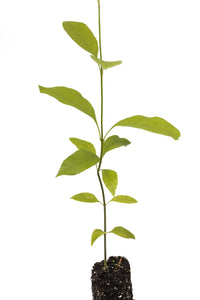 Green Ash | Lot of 30 Tree Seedlings | The Jonsteen Company