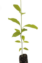 Load image into Gallery viewer, Green Ash | Medium Tree Seedling | The Jonsteen Company