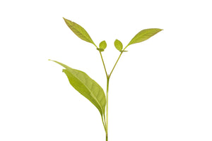 Green Ash | Medium Tree Seedling | The Jonsteen Company