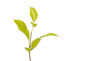 Green Ash | Small Tree Seedling | The Jonsteen Company