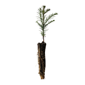 High Elevation Coast Redwood | Small Tree Seedling | The Jonsteen Company
