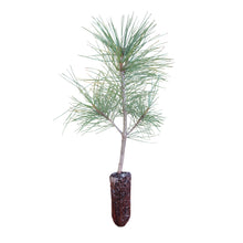 Load image into Gallery viewer, Himalayan Pine | Medium Tree Seedling | The Jonsteen Company