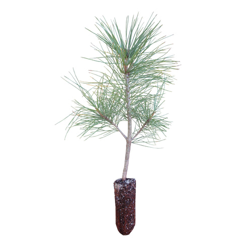 Himalayan Pine | Medium Tree Seedling | The Jonsteen Company