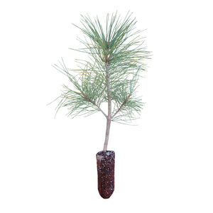Himalayan Pine | Medium Tree Seedling | The Jonsteen Company