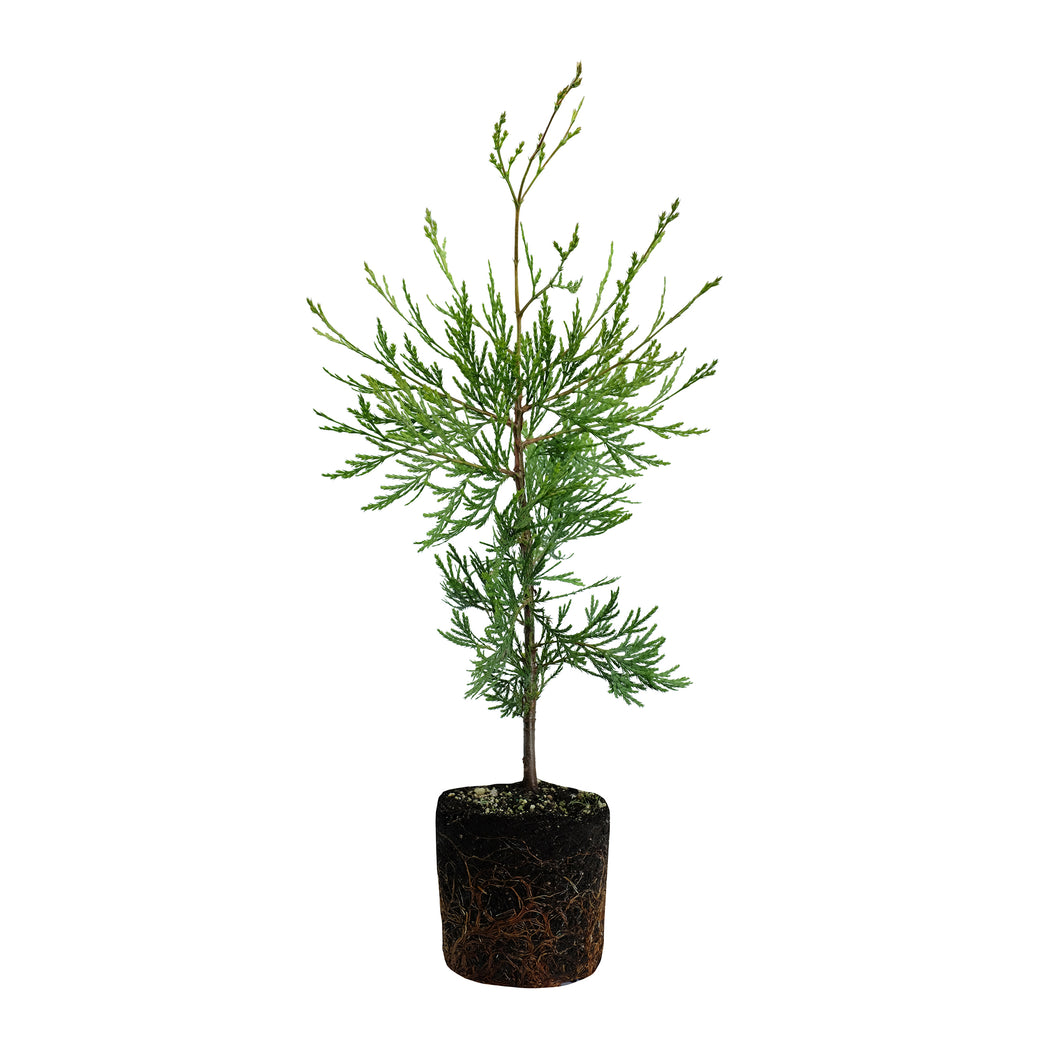 Incense Cedar | Large Tree Seedling | The Jonsteen Company