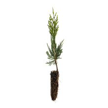 Load image into Gallery viewer, Incense Cedar | Lot of 30 Tree Seedlings | The Jonsteen Company