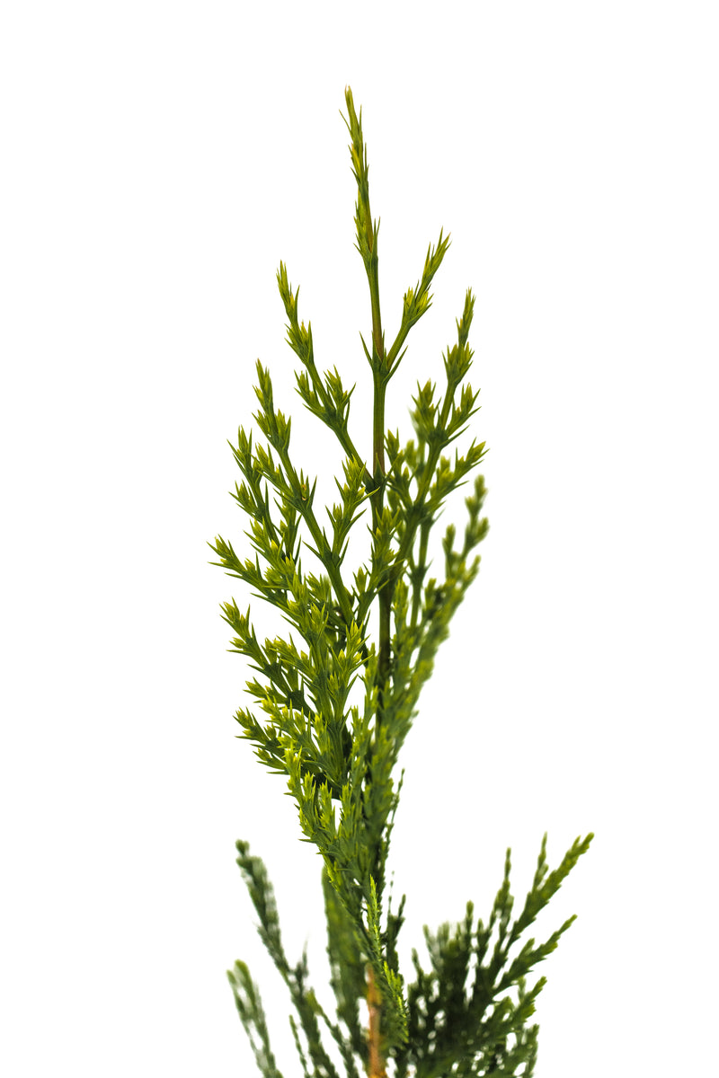 Incense Cedar Small Tree Seedling The Jonsteen Company