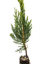 Load image into Gallery viewer, Incense Cedar | Lot of 30 Tree Seedlings | The Jonsteen Company