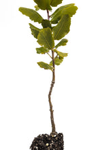 Load image into Gallery viewer, Interior Live Oak | Medium Tree Seedling | The Jonsteen Company