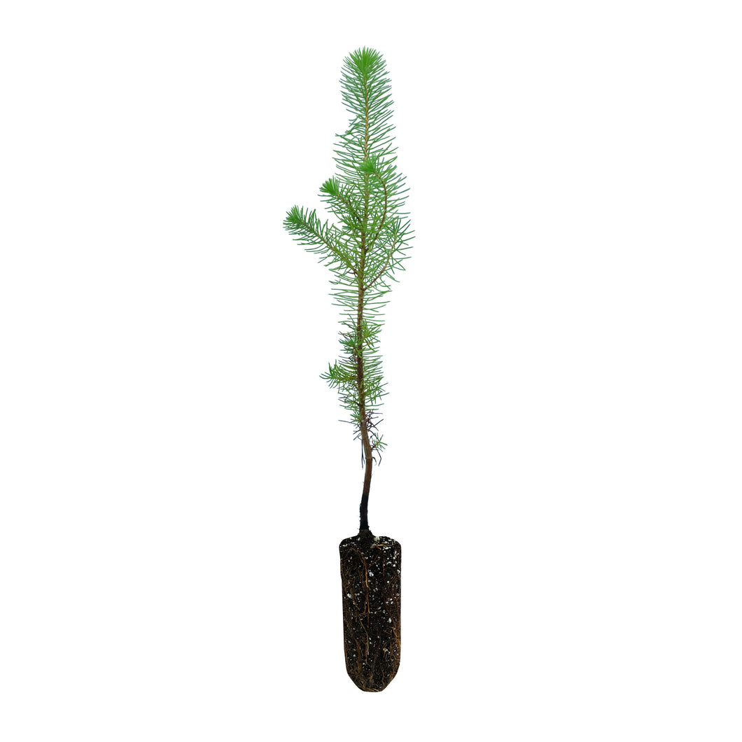 Italian Stone Pine | Medium Tree Seedling
