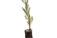 Load image into Gallery viewer, Italian Cypress | Small Tree Seedling | The Jonsteen Company