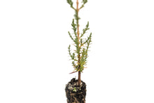 Load image into Gallery viewer, Italian Cypress | Small Tree Seedling | The Jonsteen Company