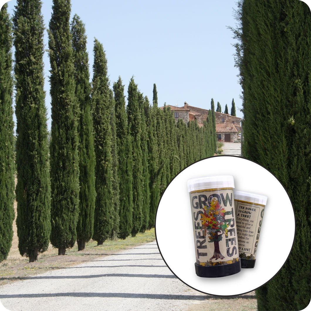 Italian Cypress | Mini-Grow Kit | The Jonsteen Company