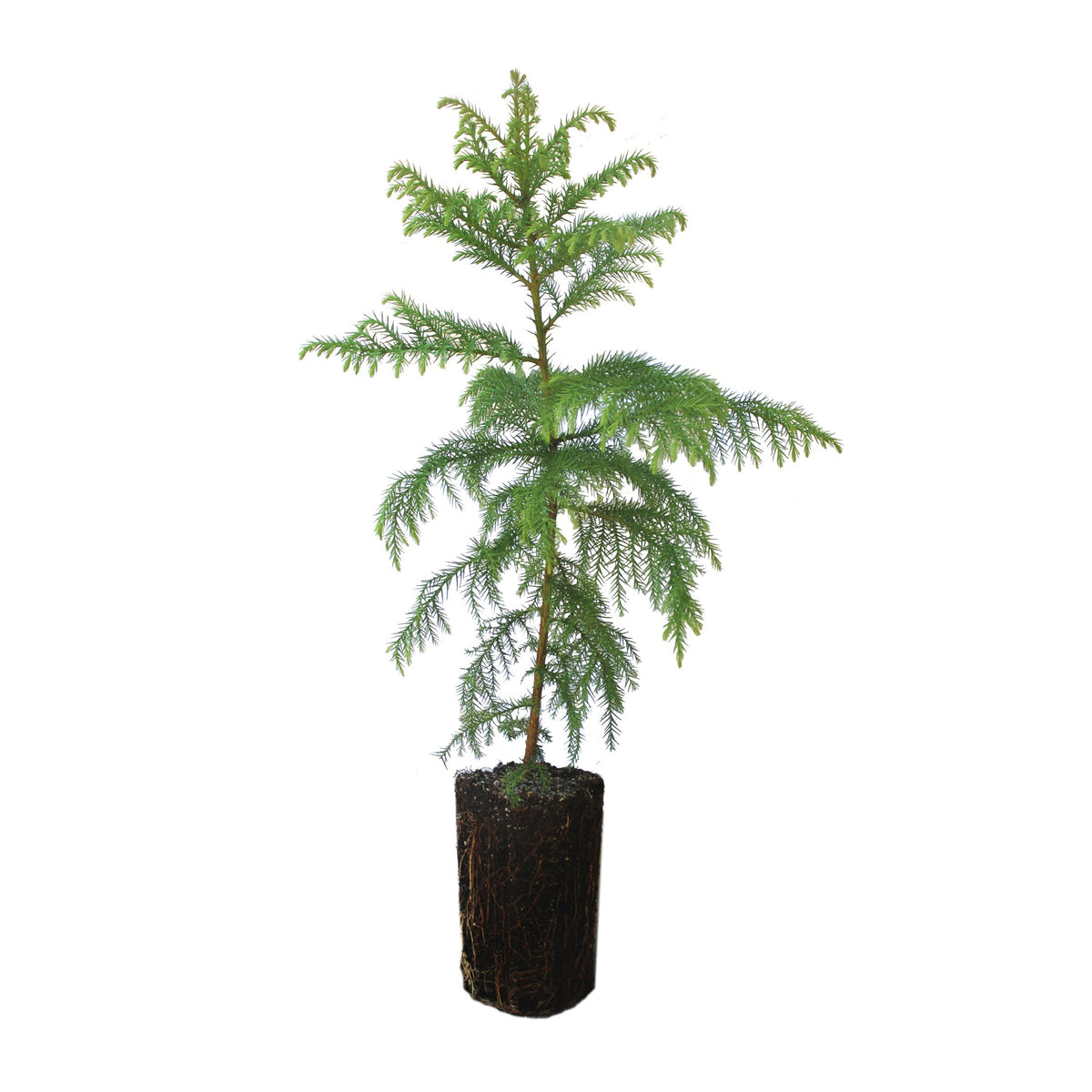 Xl Tree Japanese Cedar | XL Tree Seedling – SequoiaTrees.com
