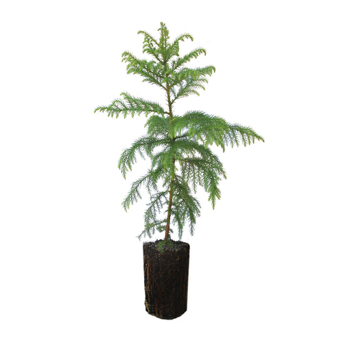Japanese Cedar | XL Tree Seedling | The Jonsteen Company