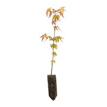 Load image into Gallery viewer, Japanese Maple | Medium Tree Seedling | The Jonsteen Company