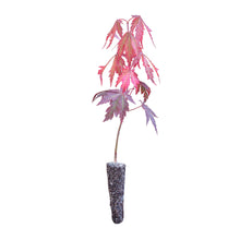 Load image into Gallery viewer, Japanese Red Maple | Small Tree Seedling | The Jonsteen Company