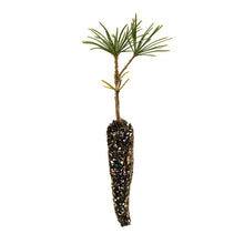 Load image into Gallery viewer, Japanese Umbrella Pine | Small Tree Seedling | The Jonsteen Company