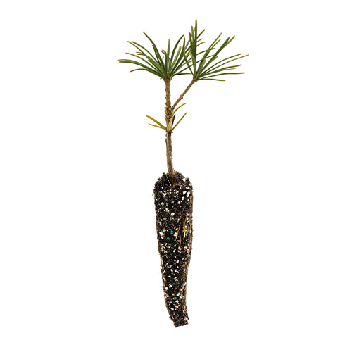 Japanese Umbrella Pine | Small Tree Seedling | The Jonsteen Company