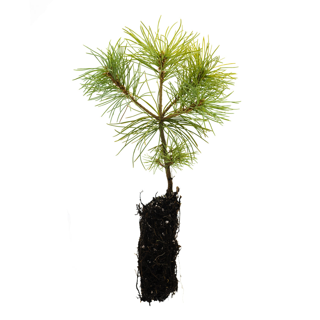 planting white pine seeds Japanese White Pine