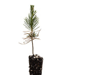 Load image into Gallery viewer, Japanese Black Pine | Small Tree Seedling | The Jonsteen Company