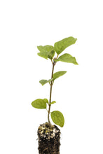 Load image into Gallery viewer, Japanese Tree Lilac | Medium Tree Seedling | The Jonsteen Company