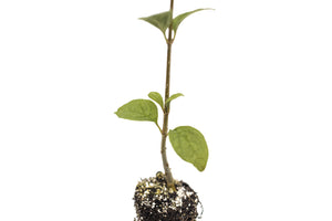 Japanese Tree Lilac | Medium Tree Seedling | The Jonsteen Company