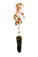 Load image into Gallery viewer, Japanese Maple | Small Tree Seedling | The Jonsteen Company