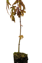 Load image into Gallery viewer, Japanese Maple | Small Tree Seedling | The Jonsteen Company