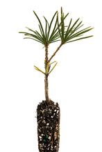 Load image into Gallery viewer, Japanese Umbrella Pine | Small Tree Seedling | The Jonsteen Company